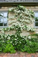 Pyracantha 'Soliel D'Or' against a house wall