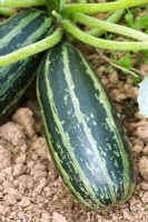 Courgette 'Badger Cross'