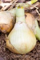 Allium cepa - Onion 'Kelsae'
