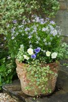 Terracotta pot with mixed summer planting
