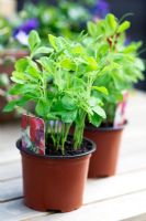 Lathyrus odorata - Sweet pea seedlings