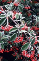 Cotoneaster lacteus - Berries with frost