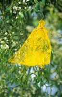 Ripening mistletoe berries on tree with net to protect from birds