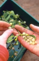 Removing ripe Mistletoe berries for sowing