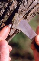 Lifting tree bark with knife and inserting a Mistletoe berry