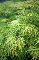 Acer palmatum 'Dissectum' - Japanese Maple