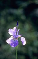 Iris sibirica 'Dragonfly'
