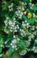 Abelia triflora - Strongly scented flowers
