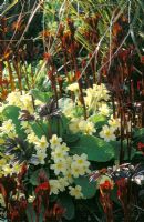 Primula vulgaris - Primroses growing amongst emerging peony shoots