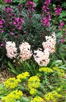 Pink hyacinth with Euphorbia mysinites and Erysimum 'Bowles Mauve' in Beth Chatto's gravel garden