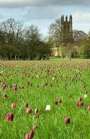 Meadow of Fritillaria meleagris - Snake's head fritillary - at Magdalen College, Oxford
