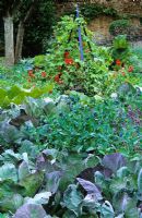 The Potager at West Green House garden - Runner beans and sweet peas growing on obelisk with Cerinthe major 'Purpurascens' and Brussel sprout 'Rubine' in foreground