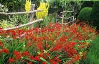 Crocosmia 'Lucifer' and Verbascum olympicum growing in the High Garden at Great Dixter