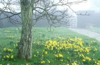 A misty morning with Narcissus pseudonarcissus - naturalised daffodils and Crocus vernus hybrids in the front meadow at Great Dixter