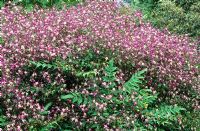 A scented combination of Clematis x triternata 'Rubromarginata' scrambling over a shrub - Mahonia x media 'Buckland'