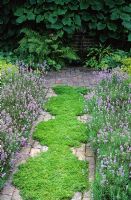 A scented chamomile path Chamaemelum nobile 'Treneague' edged with Lavandula angustifolia 'Hidcote' at Clinton Lodge