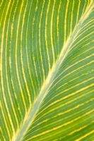 Canna leaf