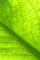 Lysichiton americanus - Yellow skunk cabbage leaf 