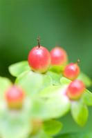 Hypericum androsaemum - Tutsan fruits