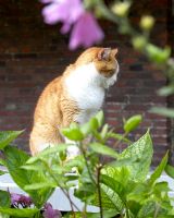 Ginger cat sitting in garden