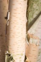 Bark of Betula utilis 'Jacquemontii' - Himalayan Birch