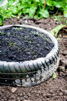 Recycled old tyre used as a small raised bed with new seedlings