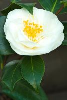 Camellia japonica 'Hakurakuten' at Trehanes Nursery, Dorset