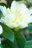 Camellia japonica 'Silver Anniversary' - Double white bloom at Trehanes Nursery, Dorset