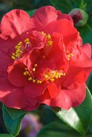 Camellia japonica 'Dr Burnside' - Semi-double to peony form flowers at Trehanes Nursery, Dorset