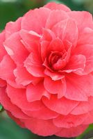 Camellia japonica 'Imbricata Rubra' - Soft red formal double flower at Trehanes Nursery, Dorset