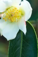 Camellia saluensis 'Apple Blossom Form'  syn 'Showa-wabisuke' at Trehanes Nursery, Dorset