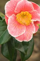 Camellia japonica 'Adelina Patti' at Trehanes Nursery, Dorset