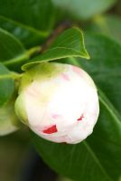 Camellia japonica 'Extravaganza' - Chunky white bud with crimson stripes and flecks at Trehanes Nursery, Dorset