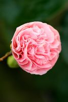 Camellia japonica 'Debutante' at Trehanes Nursery, Dorset