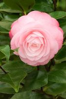 Camellia japonica 'Desire' at Trehanes Nursery, Dorset