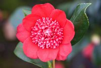 Camellia japonica 'Bob's Tinsie' at Trehanes Nursery, Dorset