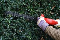 Ilex - Cutting Holly hedge with electric hedge trimmer