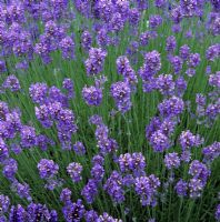 Lavandula angustifolia 'Loddon Blue' - Lavenders