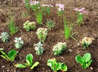 Young plants spaced in a flower bed