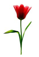 Red tulip 'Pinocchio'