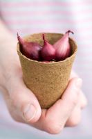 Allium 'Red Karmen' - Red onion sets in biodegradable fibre plant pot