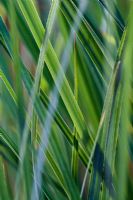 Carex spissa - Backlit foliage