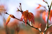 Acer palmatum 'Katsura' - Emerging leaves in Spring