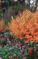 Cornus sanguinea 'Midwinter Fire', Bergenia 'Bressingham Ruby' and  Geranium 'Rozanne' in mixed Autumn border