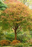 Acer griseum in Autumn with Rhododendrum Diamant Rot syn. Diamant Group red flowered