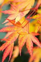 Acer palmatum 'Sango-kaku' - Japanese Maple
