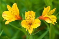 Alstromeria ligtu - Peruvian Lily 