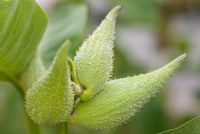 Asclepias syriaca - Silkweed seed pods