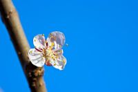 Prunus 'Early Moorpark' - Apricot blossom
