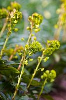 Euphorbia amygdaloides var robbiae 